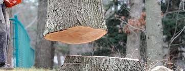 How Our Tree Care Process Works  in  Wyoming, MN